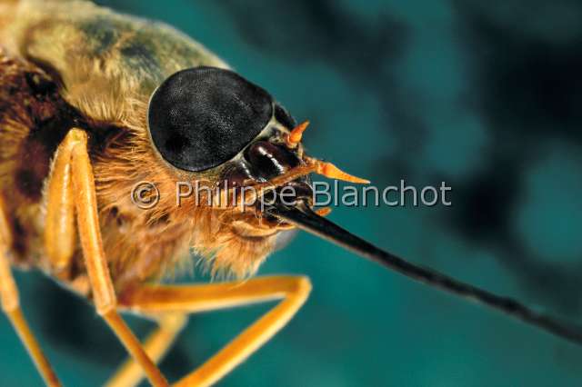 Philoliche morstatti.JPG - Philoliche morstatti (Portrait)taon pollinisateurlong tongued flyDipteraTabanidaePangoninaeEthiopie